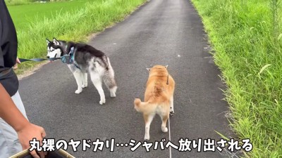 放り出されたおもちちゃん