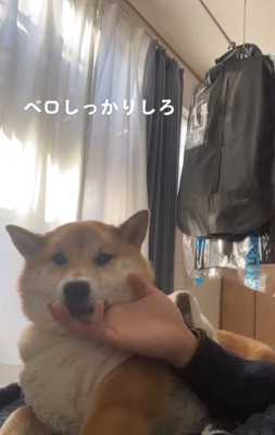 部屋で横になりながら男性にアゴの下を撫でられる柴犬