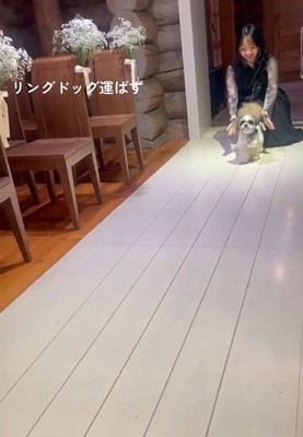 前を向く犬