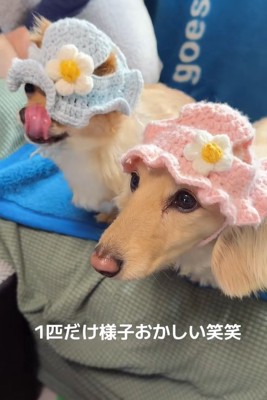 帽子をかぶる小型犬たち