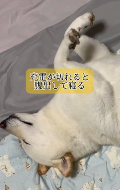 ぐっすり眠る柴犬