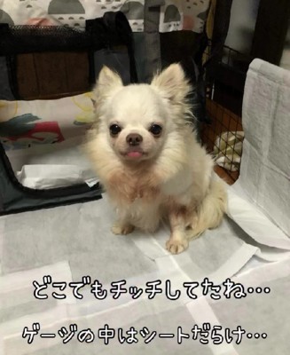 トイレもできない