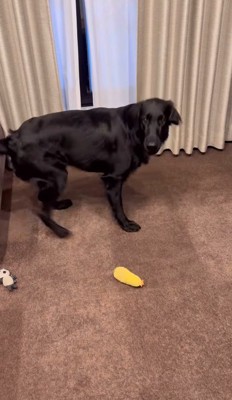 飼い主さんを窓辺に案内