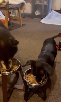 「マテ」をするコメ助くんと豆福くん9