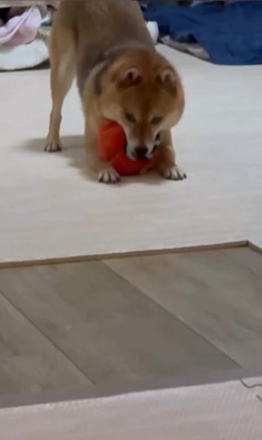 遊ぶ気満々のころ君⑩