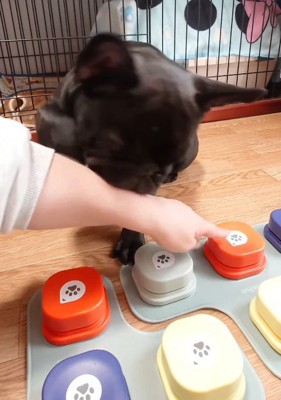 ボタンに手を伸ばす飼い主