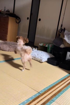 ビビちゃんを遊びに誘うイヴちゃん2