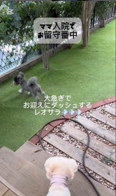 レオくんとサラちゃんの熱烈歓迎2
