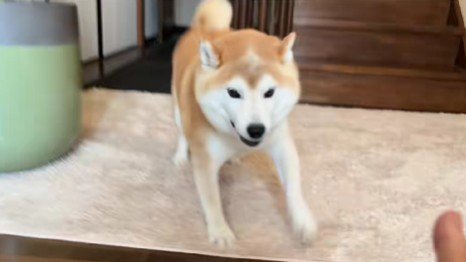 大喜びでお出迎え♡