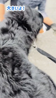 リードをつけたまま前に進む犬