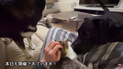 もみじちゃんを囲む大河くん＆銀河くん2