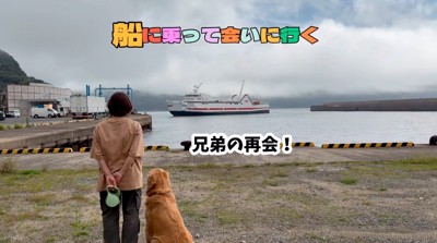 港に佇む犬と女性