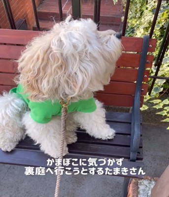 横を向く犬