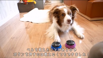 ボタンを床に並べる飼い主を見つめる犬