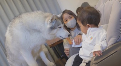 犬におやつを手渡しする赤ちゃん