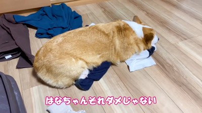 服の上に伏せる犬の背中