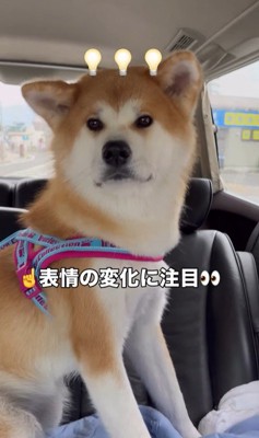 ドライブ中のひなちゃんの変化5