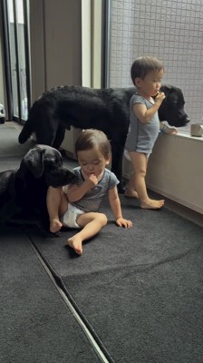 おやつを食べる双子の赤ちゃんを見つめる2頭の犬