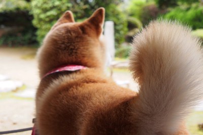 柴犬のしっぽ