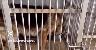 檻の中の大型犬