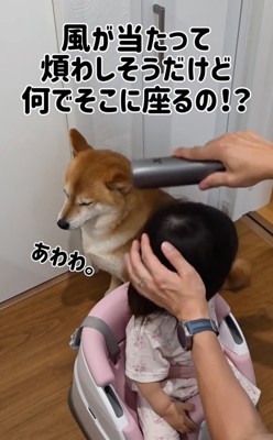 居座り続ける柴犬