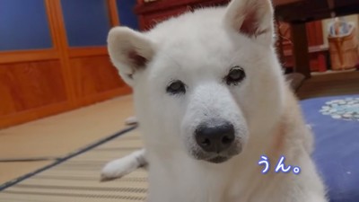 お返事するあいちゃん