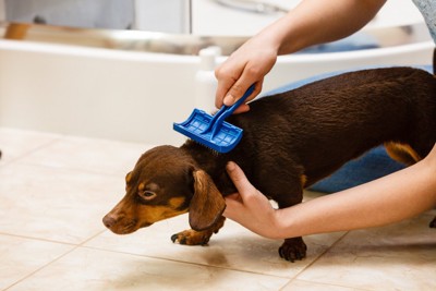 ブラッシング中のスムースダックス