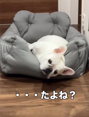 ベッドで寝る犬2