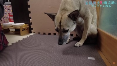 悲しい目でうずくまる