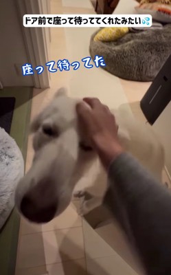 大型犬の頭の上にママさんの手
