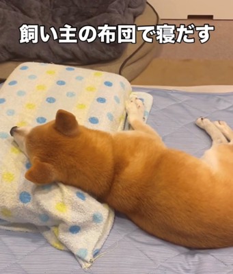 枕を使って横になっている犬