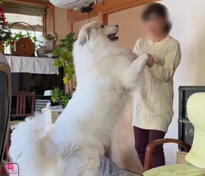 おばあちゃんと手を握る超大型犬