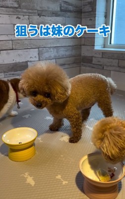 チラ見するれおくん