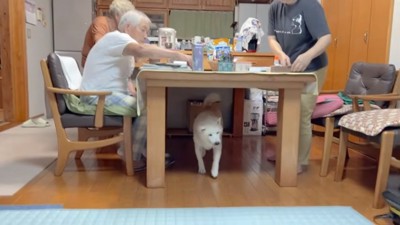 食事する家族とあいちゃん