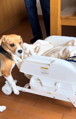 ビックリするベルちゃん