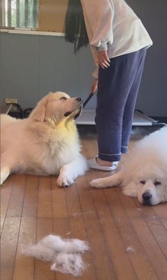 掃除中のグラくん&ダンボくん4