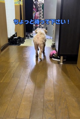 玄関ドアに駆け寄る犬