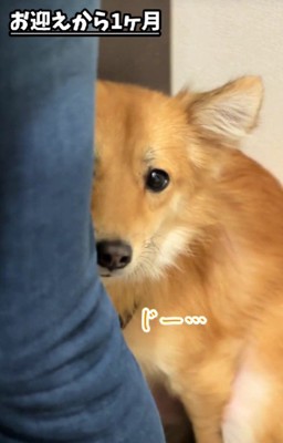 物陰からのぞくこんちゃん