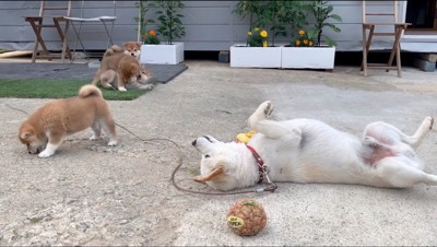 寝転がる父親犬と、思い思いに遊ぶ子犬たち