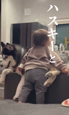 ハスキーに近づく赤ちゃん
