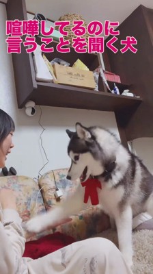 飼い主の手の上に前足を乗せる犬