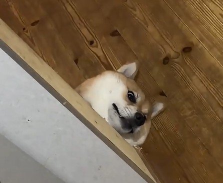福丸ちゃんが凝視!!