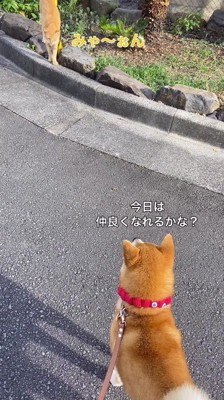 鳴き声をあげる猫