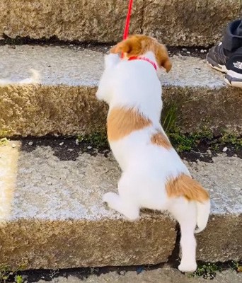 階段をのぼる子犬