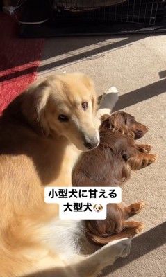 マロンちゃんに甘えるむぎちゃん3