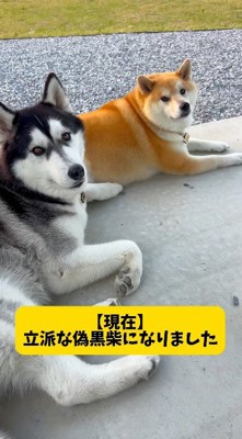 カメラを見つめるハスキー犬と柴犬