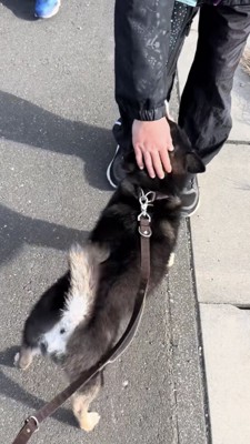 頭を撫でられる黒柴