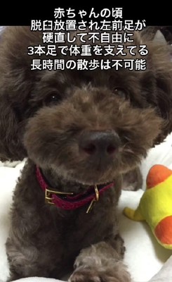 左前脚は不自由に…