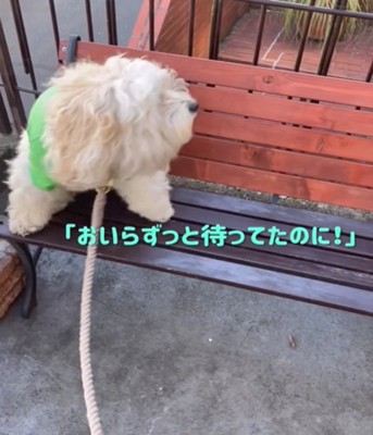 怒る犬1