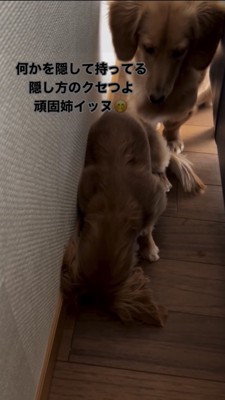 隠し持ったものをうつむいて守るダックス